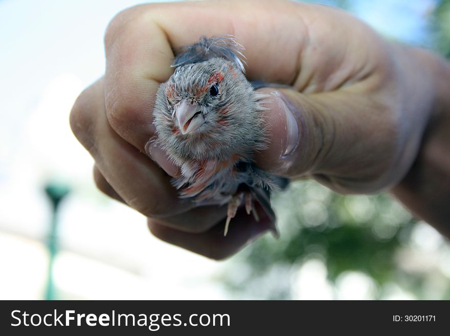 Hand Olding A Bird