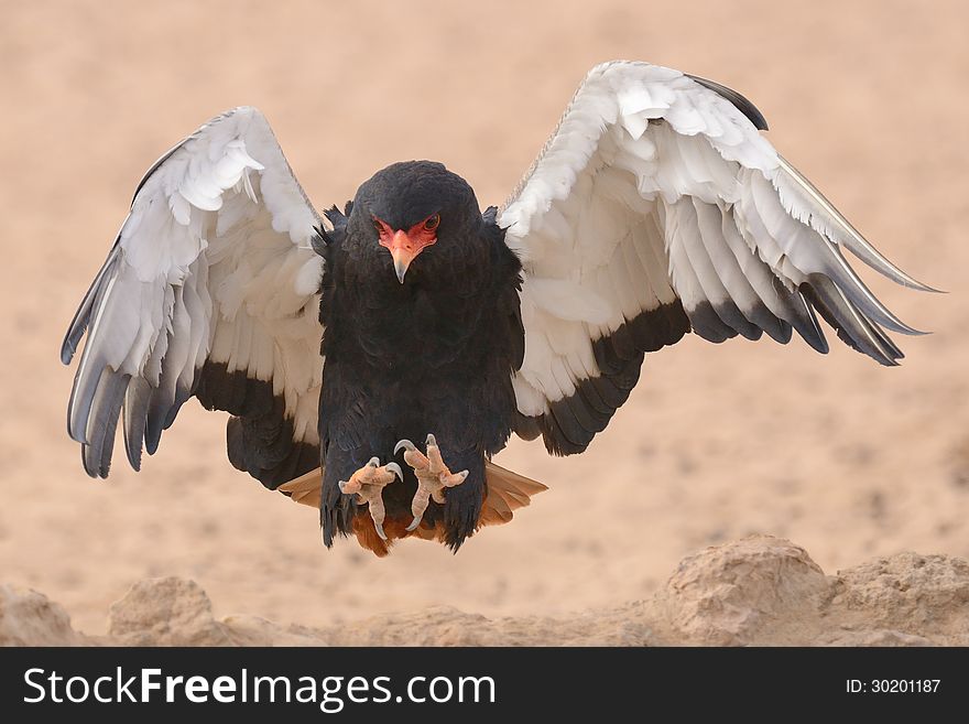 Bateleur landing at waterhole in Kgalagadi with spread wings. Bateleur landing at waterhole in Kgalagadi with spread wings