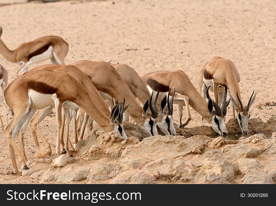 Springbok group drinking at waterhole in Kgalagadi South Africa. Springbok group drinking at waterhole in Kgalagadi South Africa