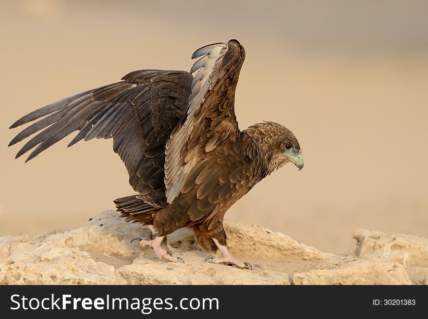 Juvenile Bateleur landing at waterhole in Kgalagadi with spread wings. Juvenile Bateleur landing at waterhole in Kgalagadi with spread wings