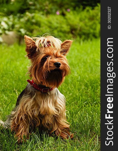 Yorkshire terrier sitting on the grass