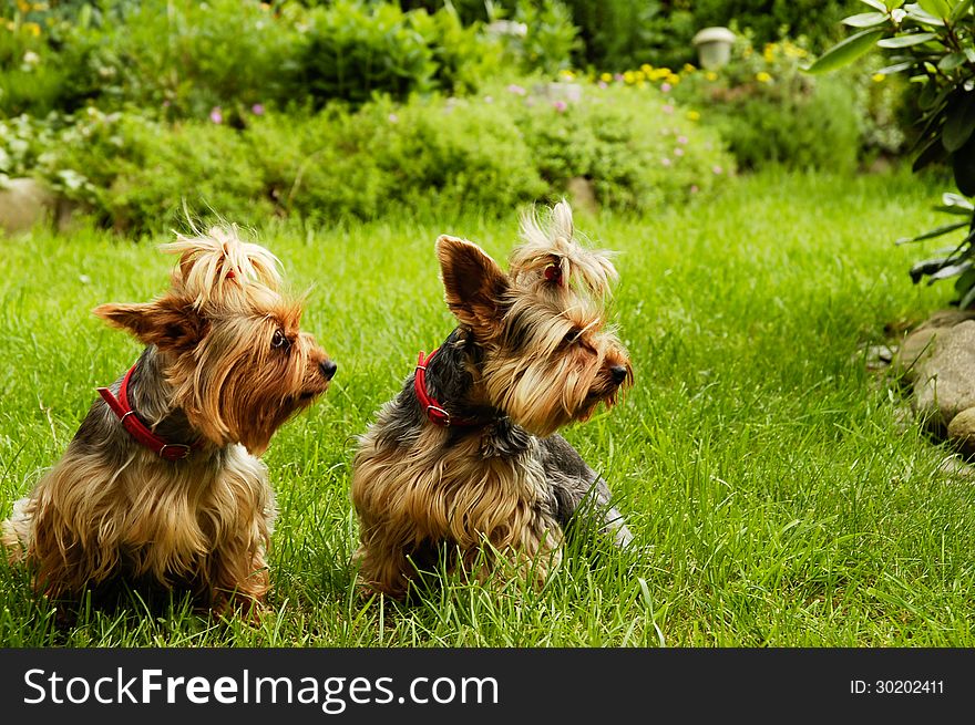 Yorkshire terrier couple playing in garden