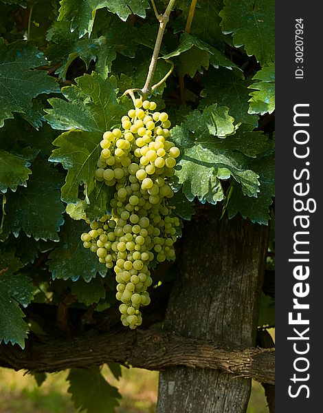 Variety of white grapes, typical of Marche region in Italy. Variety of white grapes, typical of Marche region in Italy