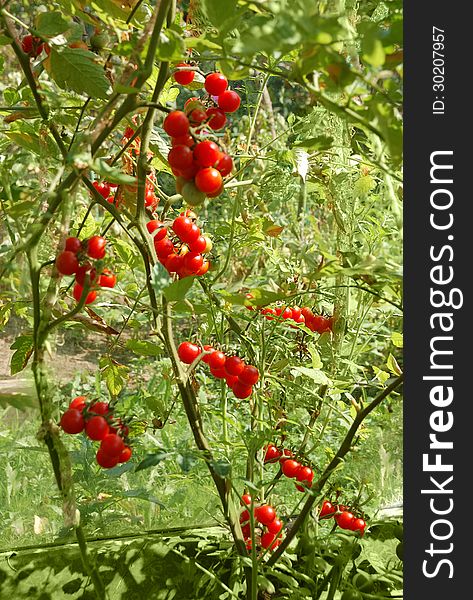 Bunch of growing cherry tomatos in summer garden. Bunch of growing cherry tomatos in summer garden