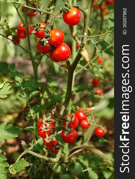 Bunch of growing cherry tomatos in summer garden. Bunch of growing cherry tomatos in summer garden