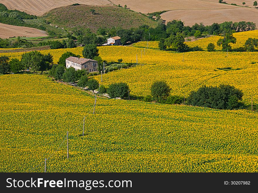 Field of sunflowers in the countryside of the Marche region in Italy