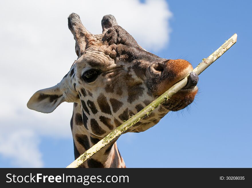 A giraffe eats bamboo enthusiastically in Mogo, Australia. A giraffe eats bamboo enthusiastically in Mogo, Australia