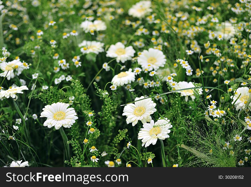 Blooming white daisy in garden bed. Blooming white daisy in garden bed