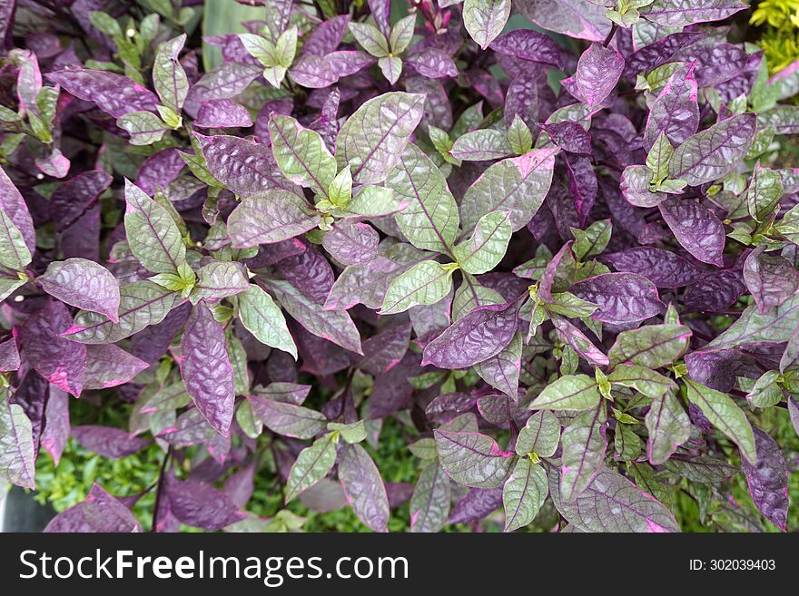 The Background Is Tiny Leaves With Interesting Color Variations, A Mixture Of Green And Purple