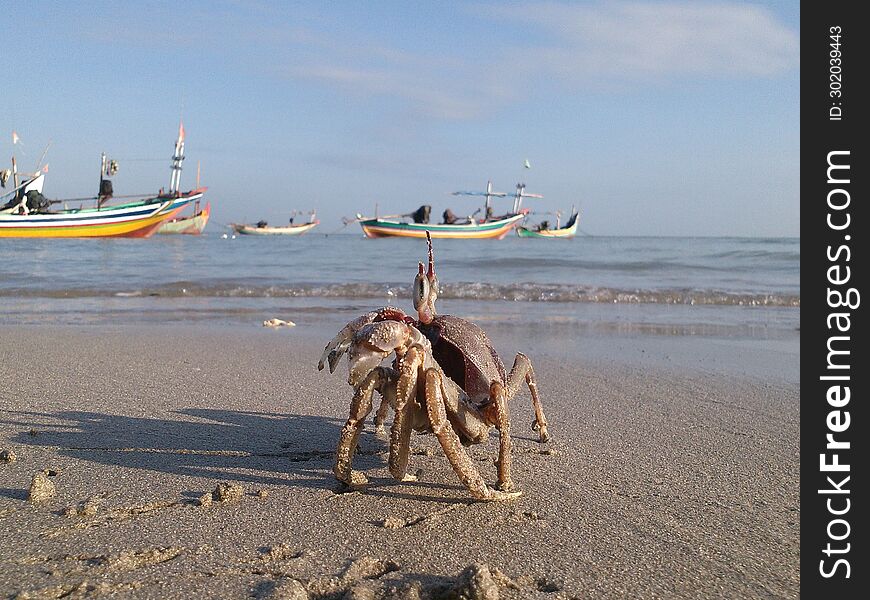 crabs sunbathing on the beach with fishing boats in the sea in the background