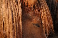 Meditating Horse Stock Photography