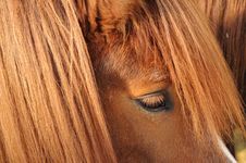 The Eye Of An Icelandic Horse Royalty Free Stock Photography