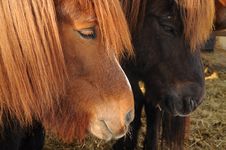 Icelandic Horses Royalty Free Stock Photo