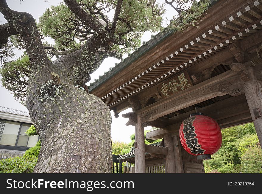 Giant pine tree stem with wooden temple gate of famous Hazedera Temple in Kamakura. Giant pine tree stem with wooden temple gate of famous Hazedera Temple in Kamakura