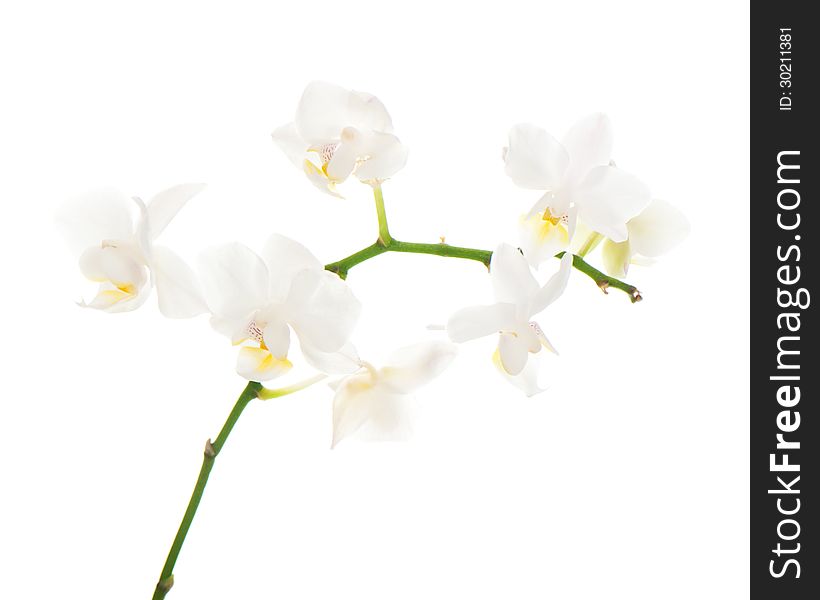 White orchid arrangement centerpiece isolated on white