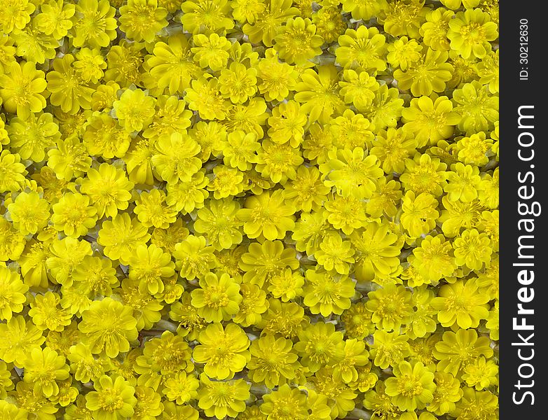 Beautiful background of many small yellow flowers. Beautiful background of many small yellow flowers