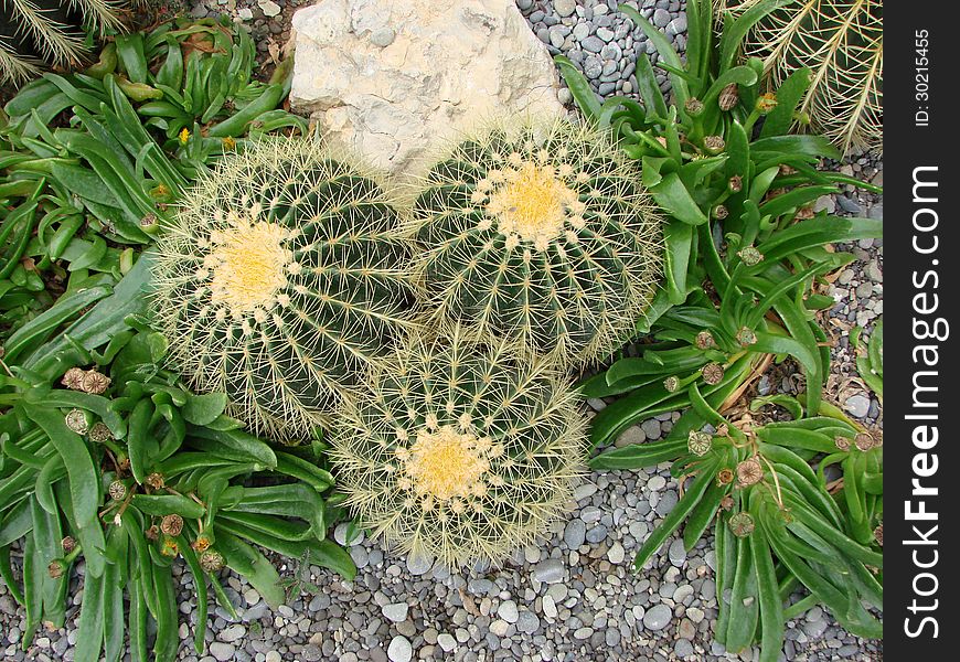 Cactus flowers botanical garden ecology