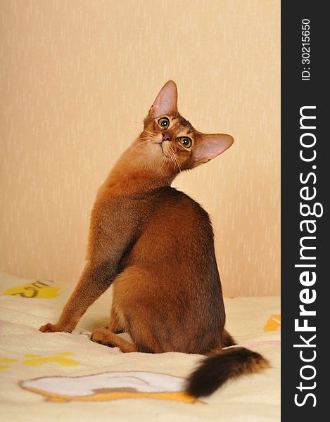 Somali Cat Ruddy Color Portrait