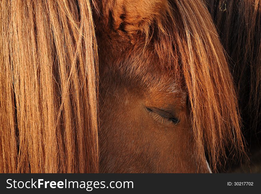 A capture of an icelandic horse chilling and resting. A capture of an icelandic horse chilling and resting