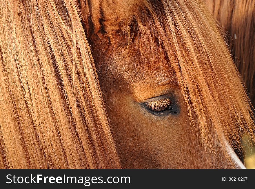 A capture of an icelandic horse. A capture of an icelandic horse