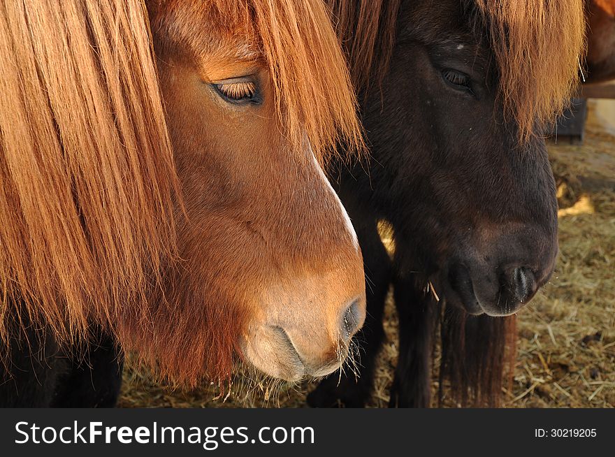 A capture of two Icelandic horses