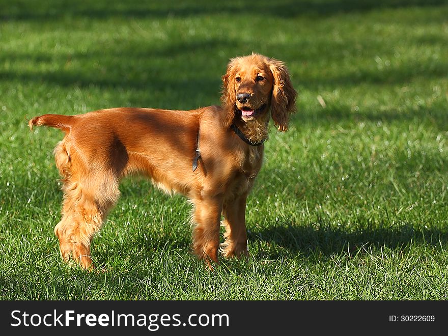 A dog Cocker Spaniel outside on green grass
