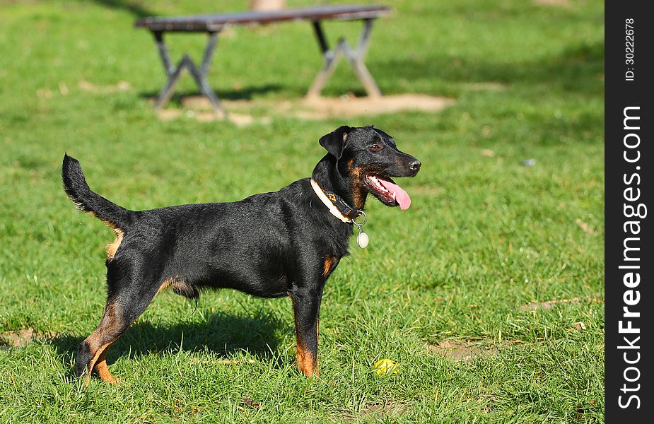 Dog (Yacht terrrier) standing outside in park. Dog (Yacht terrrier) standing outside in park