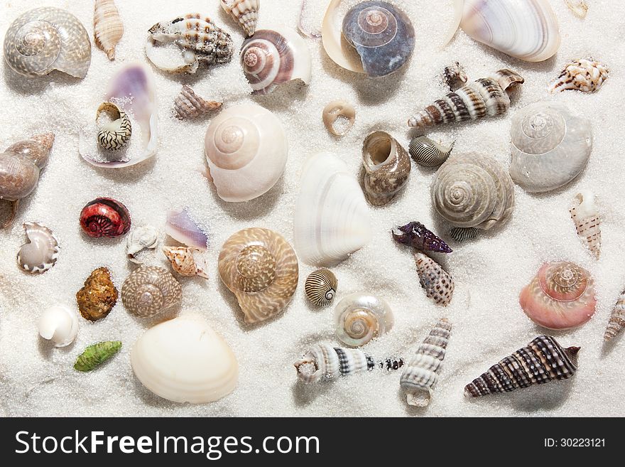 Seashells and white sand close-up. Seashells and white sand close-up