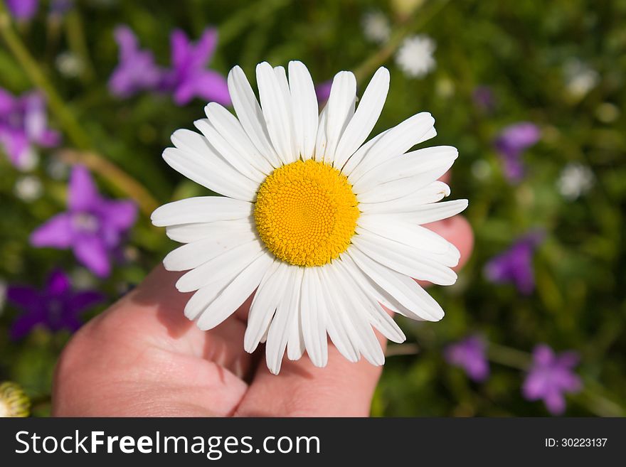 White chamomile in hand under the summer sun close-up view on a background of meadow flowers