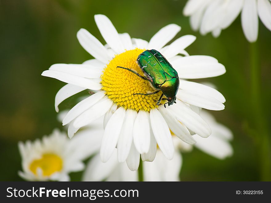 Green beetle on camomile