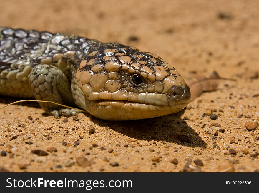 A lizard crawling along dusty ground in Margaret River, Western Australia, Australia