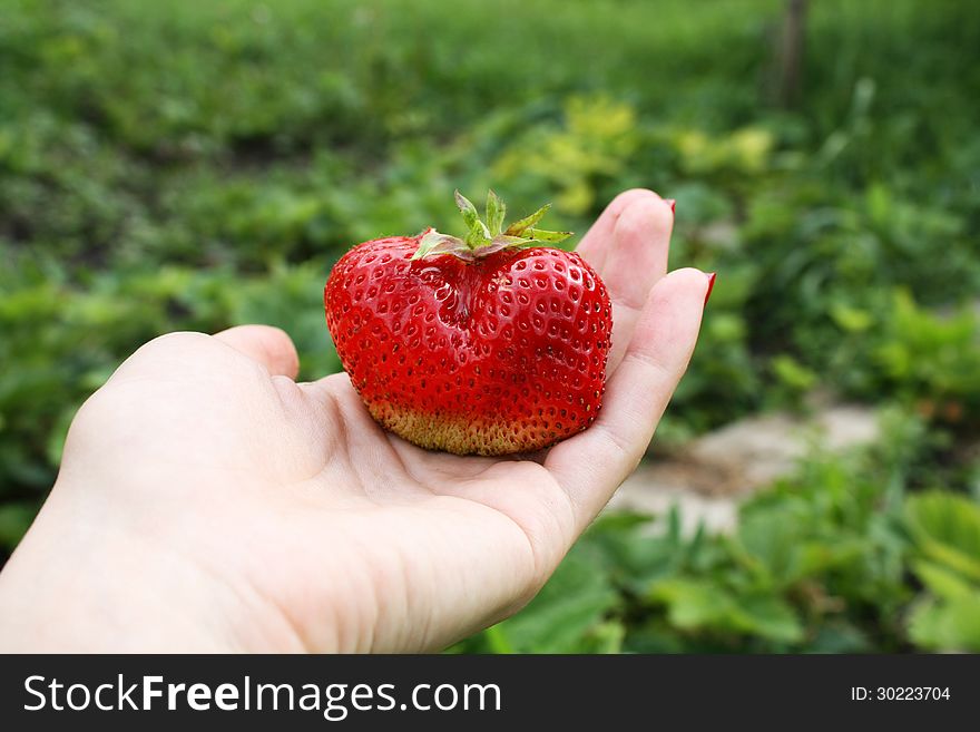 Huge red strawberry on hand. Huge red strawberry on hand