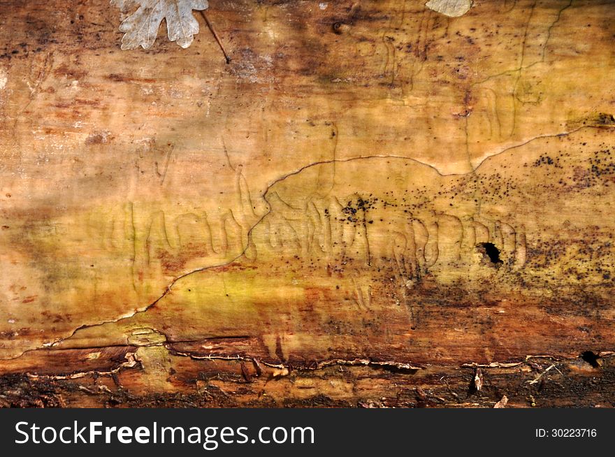 Wood texture of a tree trunk