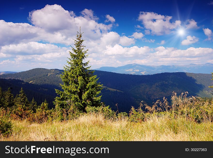 Summer landscape on a sunny day with a pine tree in the mountains. Summer landscape on a sunny day with a pine tree in the mountains