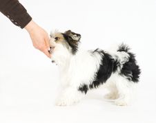 Human Hand Feeding Small Longhaired Mixed Dog, 16 Weeks Old Royalty Free Stock Photography