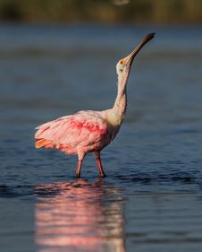 Roseate Spoonbill Stretches Neck Stock Images