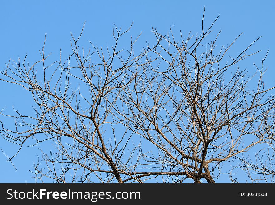 Dead tree on blue sky background