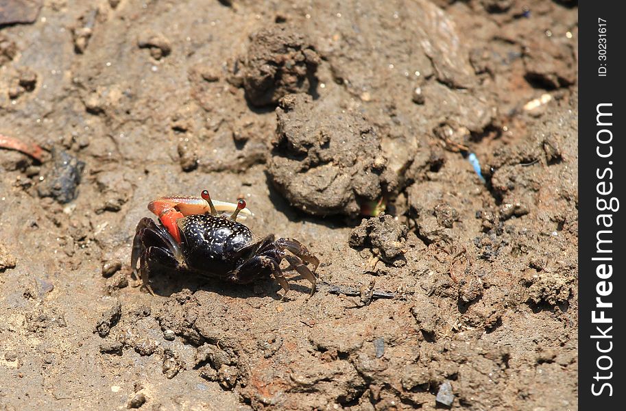 Fiddler crab (uca tetragonon) in mangrove forest