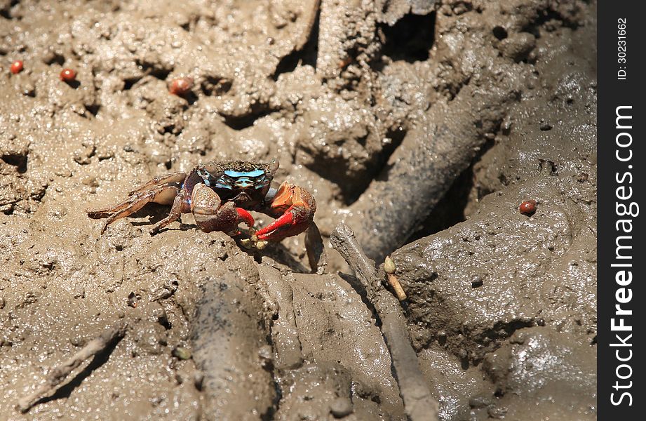 Fiddler crab (chiromanthes eumolpe) in mangrove forest