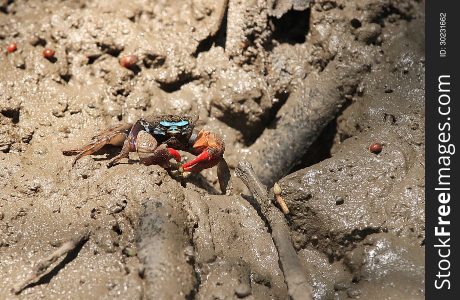 Fiddler Crab