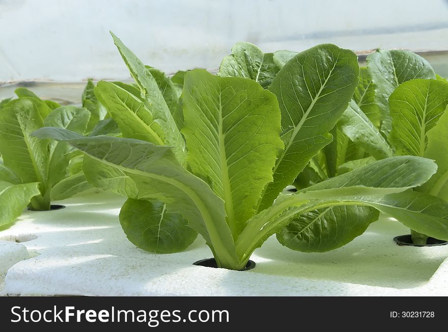 Lettuce in closed farm for health