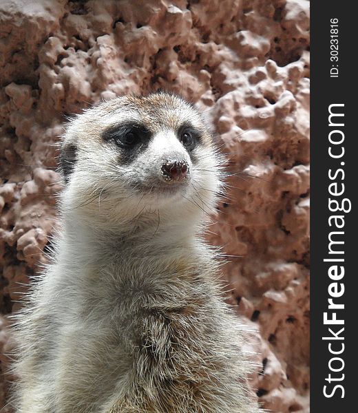 Meerkat at the National Zoo