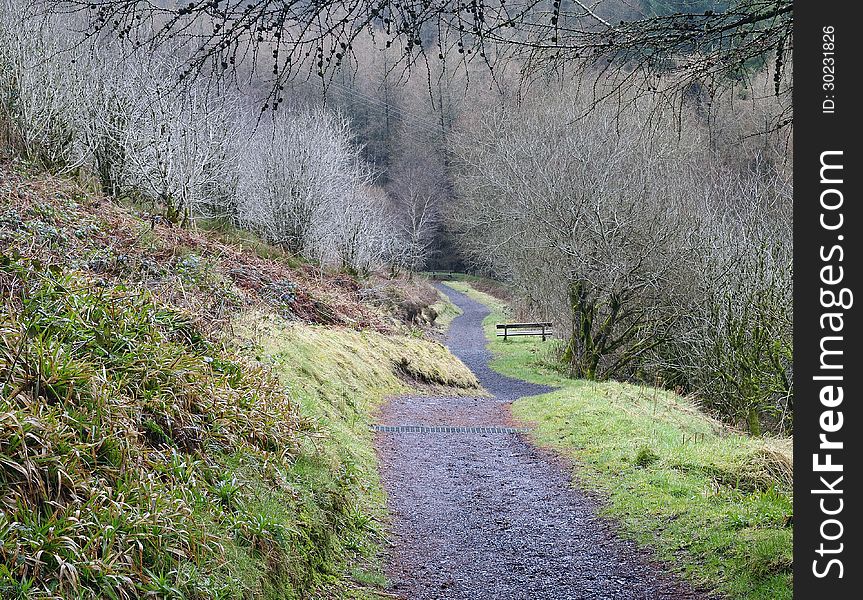 Footpath In Glenariff Forest Park