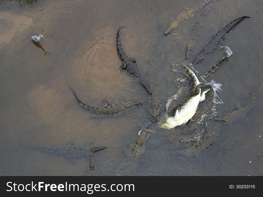 Aerial shot of Crocodiles feeding in water. Aerial shot of Crocodiles feeding in water