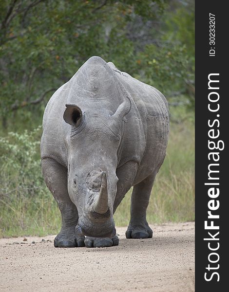 White Rhino bull standing on gravel road, facing camera