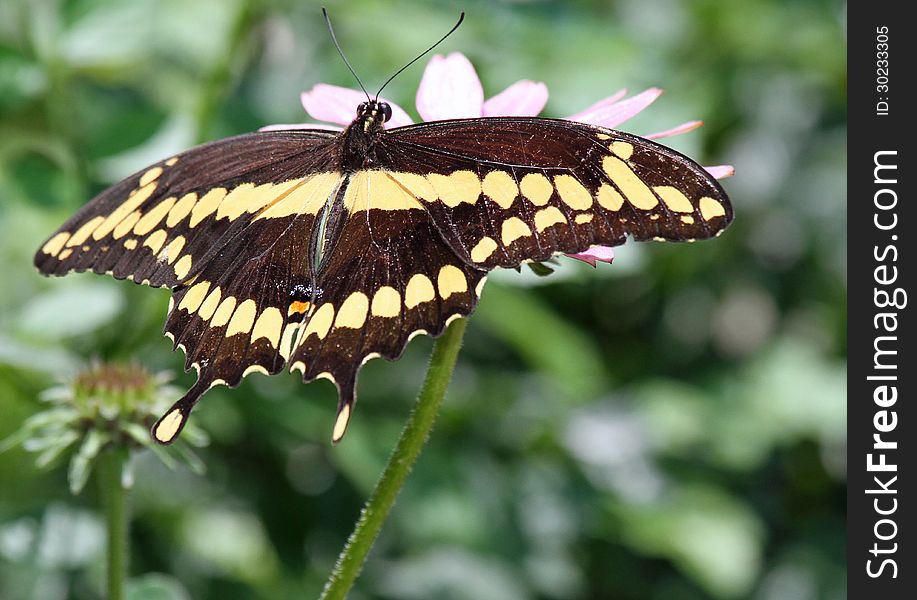 Black Swallowtail Butterfly Resting On Flower