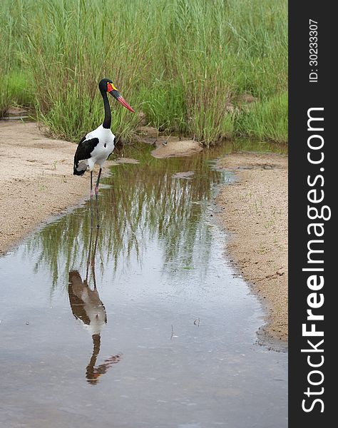 Colorful Stork wading in shallow water. Colorful Stork wading in shallow water