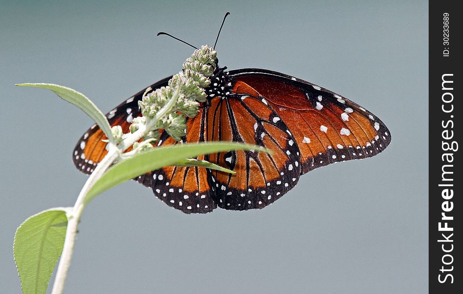 Queen Butterfly Perched On Pale Color Flower