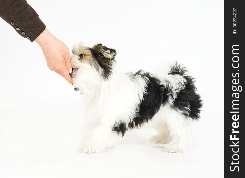 A human hand is reaching a treat to a beautiful little mixed puppy, 16 weeks old. He is a breed between Maltese and Yorkshire Terrier dog. The little puppy is sitting from the front and looking up to a treat with open snout. Image taken in studio in front of white background. A human hand is reaching a treat to a beautiful little mixed puppy, 16 weeks old. He is a breed between Maltese and Yorkshire Terrier dog. The little puppy is sitting from the front and looking up to a treat with open snout. Image taken in studio in front of white background.