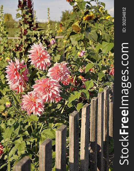 Pink dahlia flowers at a wooden fence. Pink dahlia flowers at a wooden fence.